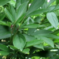 Paeonia lactiflora - Garden Peony foliage