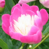 Paeonia lactiflora - two-tone pink Garden Peony close-up