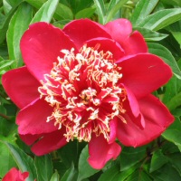 Paeonia - a double red form