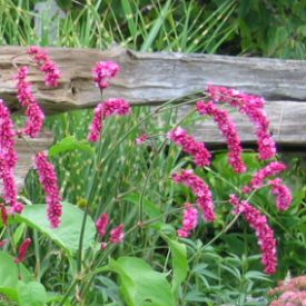 Polygonum orientale - pink Kiss Me Over the Garden Gate