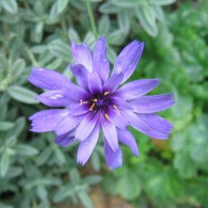 Catananche caerulea