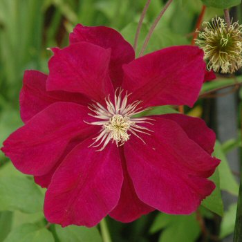 Clematis - a red form