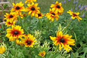 Rudbeckia with variegated Obedient Plant