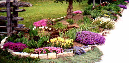 a variety of spring-blooming Aubrieta, Phlox subulata and Arabis caucasica edgers