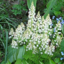 Tiarella cordifolia - Allegheny Foamflower