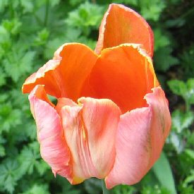 'Estella Rijnveldt' Tulip