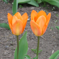 Tulip - an unnamed orange form