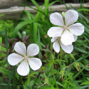 Geranium clarkei 'Kashmir White'